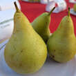 Pyrus communis 'Condo': Bild 2/3