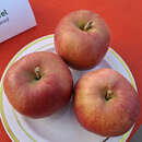 Malus domestica 'Idared' - Winterapfel