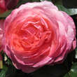 Rose 'Rosanna': Bild 1/6