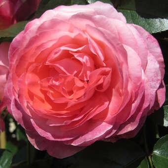 Rose 'Rosanna'