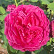 Rose 'Erzherzog Franz Ferdinand': Bild 1/8