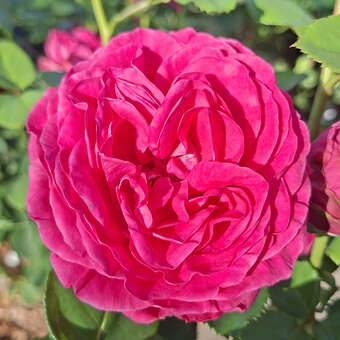 Rose 'Erzherzog Franz Ferdinand'