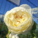 Rose 'Claire Austin' - Englische Strauchrose