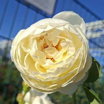 Rose 'Claire Austin'