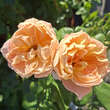 Rose 'Lions Rose': Bild 2/2