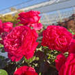 Rose 'Erzherzog Franz Ferdinand': Bild 7/8
