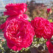 Rose 'Erzherzog Franz Ferdinand': Bild 2/8