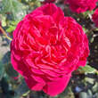 Rose 'Erzherzog Franz Ferdinand': Bild 3/8