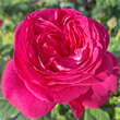 Rose 'Erzherzog Franz Ferdinand': Bild 4/8