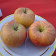 Malus domestica 'Topaz': Bild 3/3