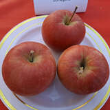 Malus domestica 'Jonagold' - Winterapfel