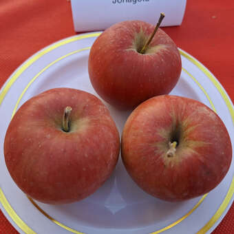 Malus domestica 'Jonagold'