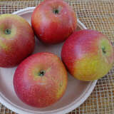 Malus domestica 'Cox Orangen Renette' - Winterapfel