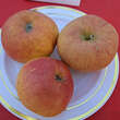 Malus domestica 'Jucunda': Bild 2/3