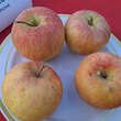 Malus domestica 'Pinova': Bild 4/5