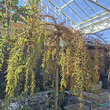 Taxodium distichum 'Cascade Falls': Bild 1/1
