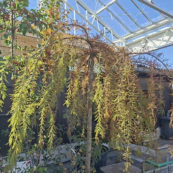 Taxodium distichum 'Cascade Falls'