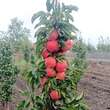 Malus domestica 'Jucunda': Bild 3/3