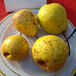 Pyrus pyrifolia 'Tsu-Li': Bild 4/4