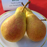 Pyrus communis 'Gute Luise von Avranches' - Herbstbirne