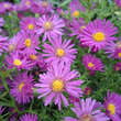 Aster dumosus 'Kassel': Bild 1/2