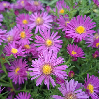 Aster dumosus 'Kassel'