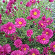 Aster novi-belgii 'Royal Ruby': Bild 1/2