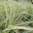 Carex morrowii 'Goldband': Bild 3/9