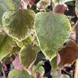 Cercis canadensis 'Carolina Sweetheart': Bild 1/2