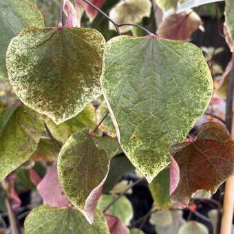 Cercis canadensis 'Carolina Sweetheart'