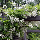 Wisteria brachybotrys 'Shiro-kapitan' - Blauregen