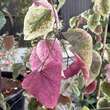Cercis canadensis 'Carolina Sweetheart': Bild 2/2