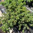Juniperus conferta 'Blue Pacific': Bild 2/3