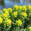 Euphorbia palustris: Bild 4/7