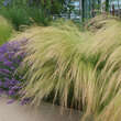 Stipa tenuissima 'Ponytails': Bild 1/9