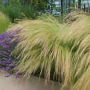 Stipa tenuissima 'Ponytails' - Federgras