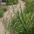 Carex pendula: Bild 4/7