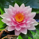 Nymphaea 'Madame 'Wilfron Gonnere' - Seerose