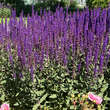 Salvia nemorosa 'Caradonna': Bild 3/7