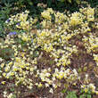 Epimedium versicolor 'Sulphureum': Bild 1/9