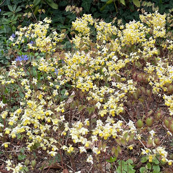Epimedium versicolor 'Sulphureum'