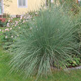 Muhlenbergia lindheimeri - Haargras