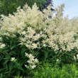 Persicaria polymorpha: Bild 9/13