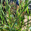 Cyperus longus: Bild 1/7