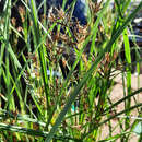 Cyperus longus - Langes Zypergras