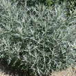Artemisia ludoviciana 'Silver Queen': Bild 5/6