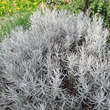 Helichrysum italicum: Bild 8/8