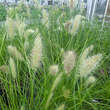Pennisetum alopecuroides 'Hameln Gold': Bild 2/2