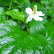Houttuynia cordata: Bild 2/6