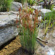 Cyperus longus: Bild 6/7